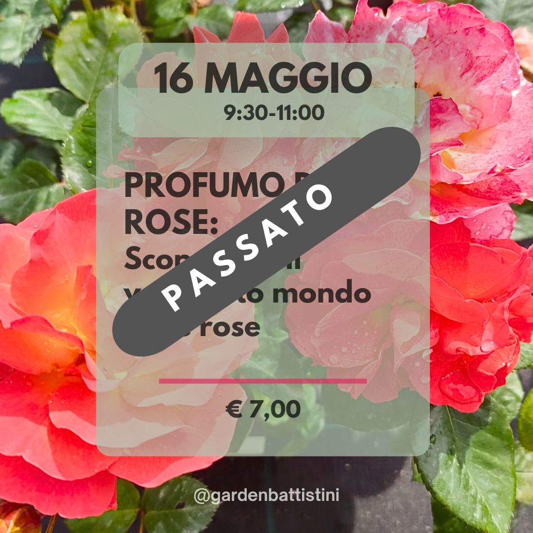Profumo di Rose