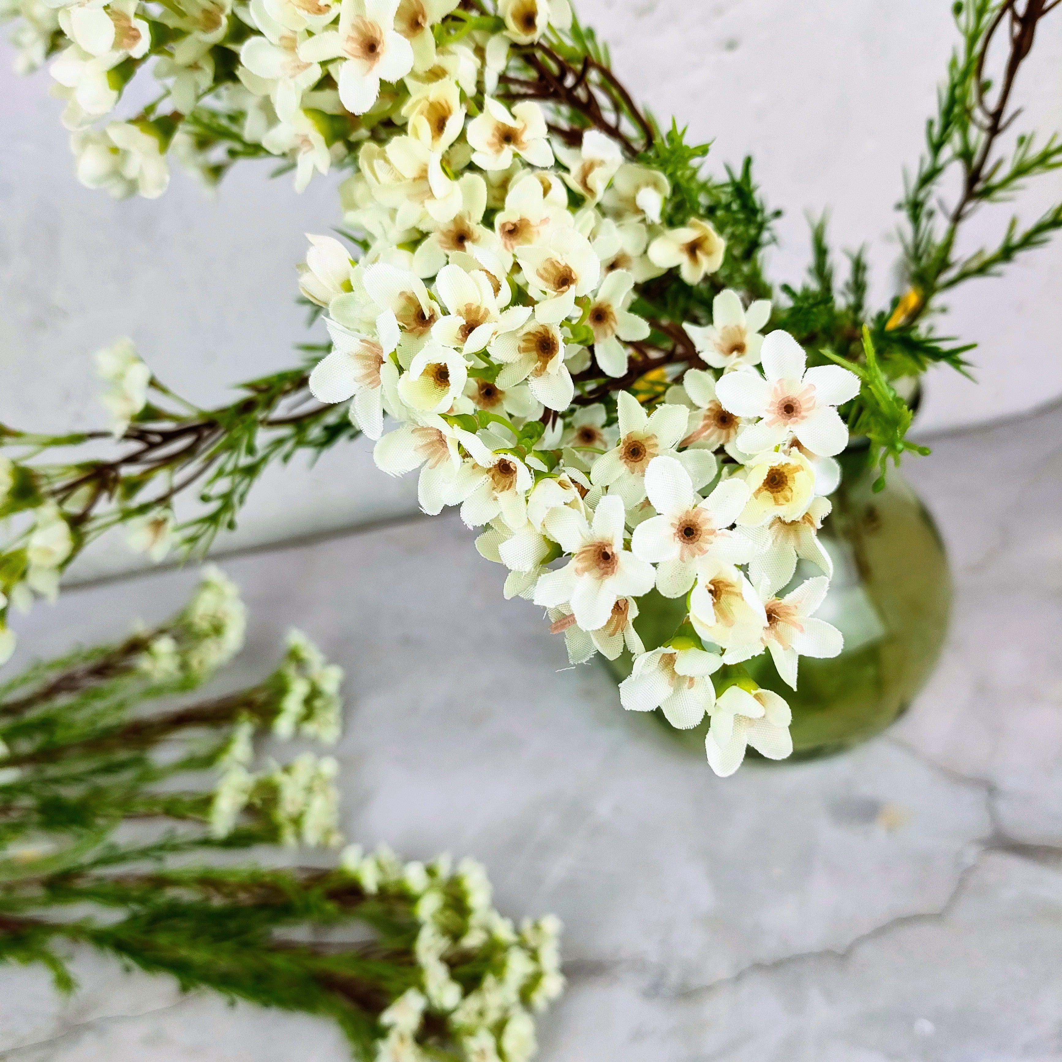 Wax Flower – Garden Battistini