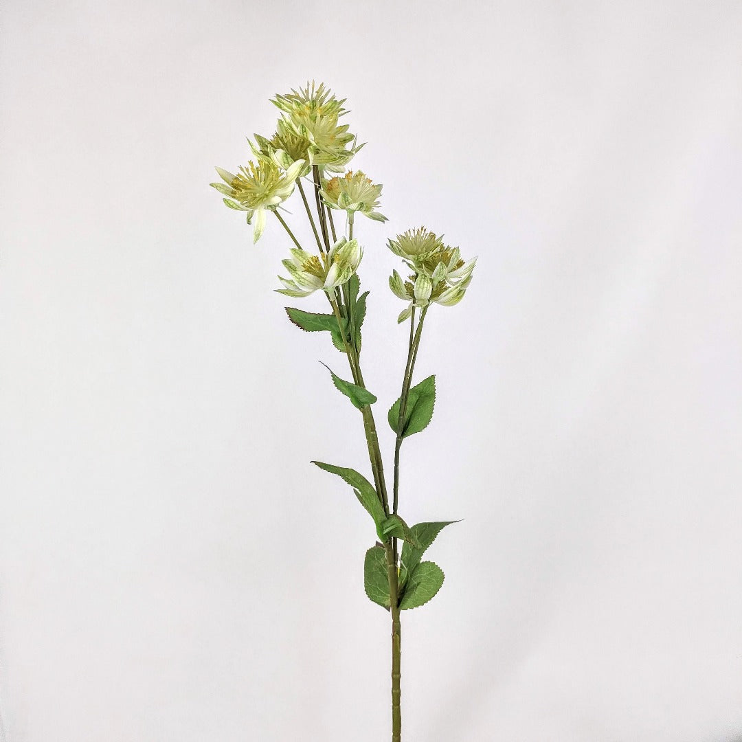 Astrantia