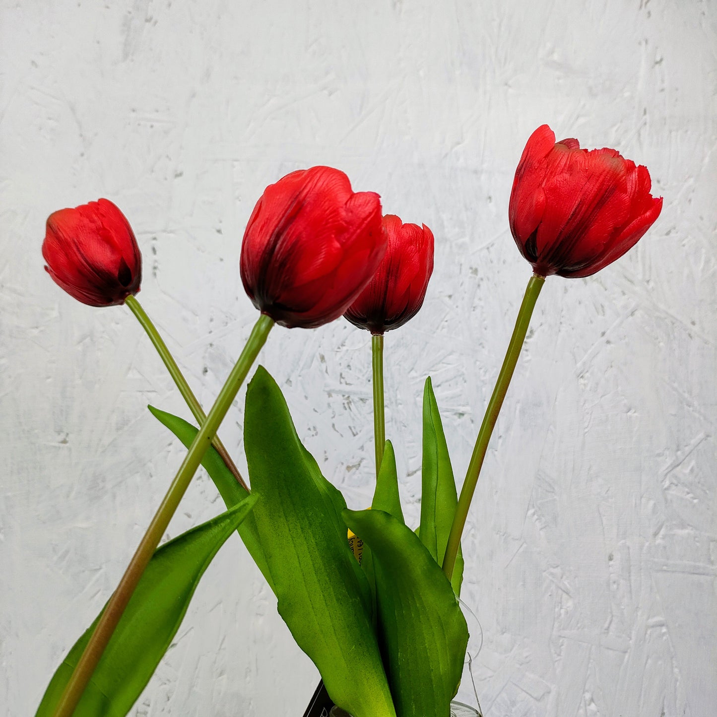 Tulipano Nancy