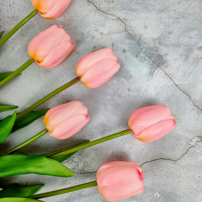 Tulipano Pink