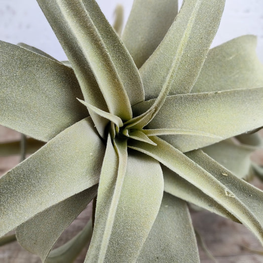 Tillandsia Verde