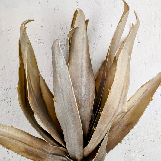 Agave Big